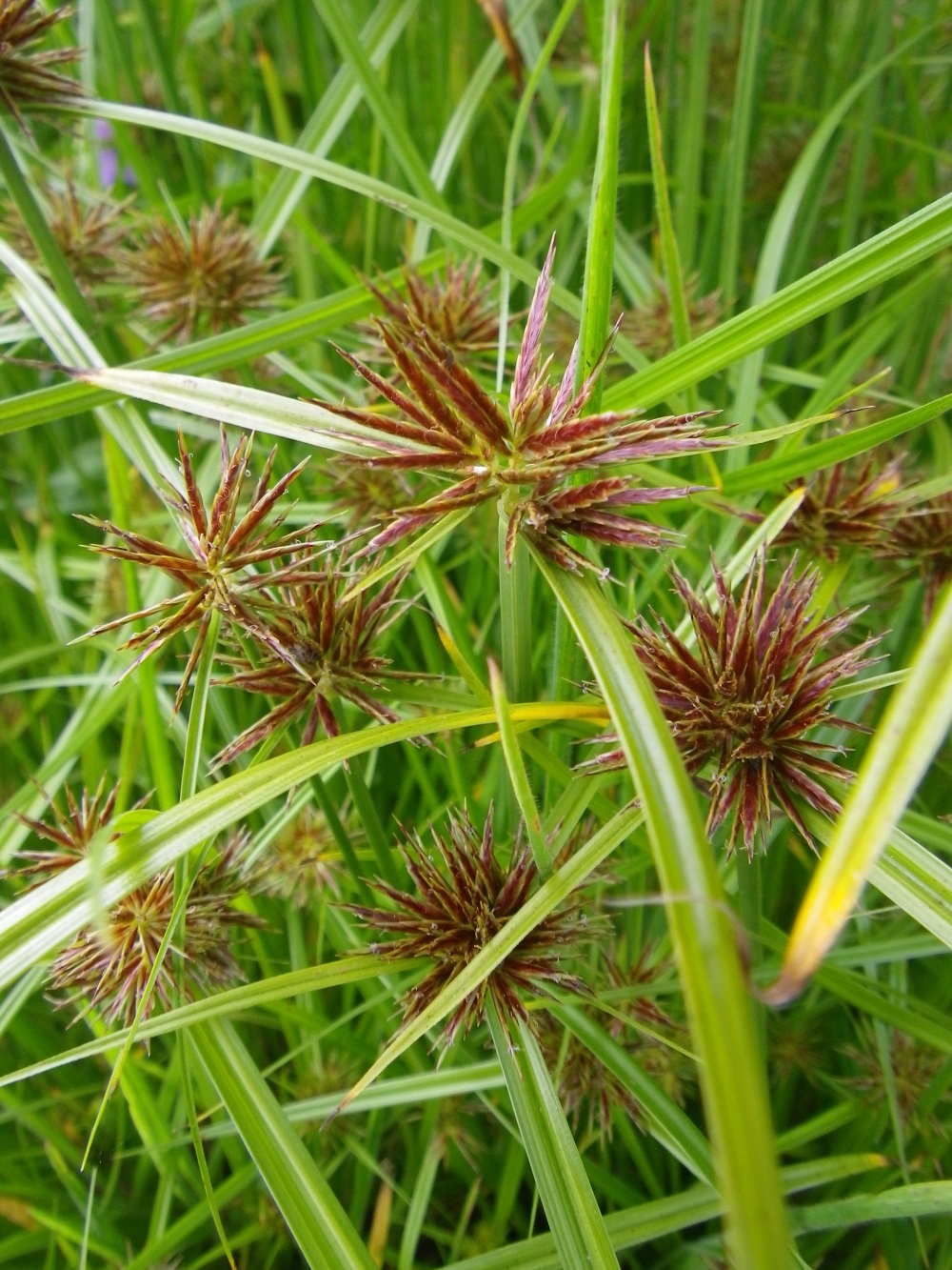 Cyperus rotundus